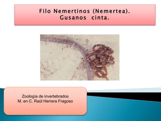 Filo Nemertinos (Nemertea).
Gusanos cinta.
Zoología de invertebrados
M. en C. Raúl Herrera Fragoso
 