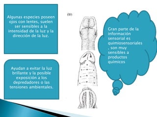 Algunas especies poseen
ojos con lentes, suelen
ser sensibles a la
intensidad de la luz y la
dirección de la luz.
Ayudan a evitar la luz
brillante y la posible
exposición a los
depredadores o las
tensiones ambientales.
Gran parte de la
información
sensorial es
quimiosensoriales
, son muy
sensibles a
productos
químicos
 
