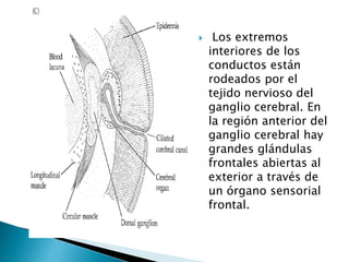  Los extremos
interiores de los
conductos están
rodeados por el
tejido nervioso del
ganglio cerebral. En
la región anterior del
ganglio cerebral hay
grandes glándulas
frontales abiertas al
exterior a través de
un órgano sensorial
frontal.
 