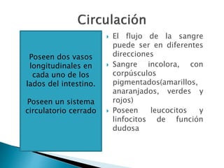  El flujo de la sangre
puede ser en diferentes
direcciones
 Sangre incolora, con
corpúsculos
pigmentados(amarillos,
anaranjados, verdes y
rojos)
 Poseen leucocitos y
linfocitos de función
dudosa
Poseen dos vasos
longitudinales en
cada uno de los
lados del intestino.
Poseen un sistema
circulatorio cerrado
 