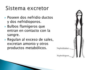  Poseen dos nefridio ductos
y dos nefridioporos.
 Bulbos flamígeros que
entran en contacto con la
sangre.
 Regulan al exceso de sales,
excretan amonio y otros
productos metabólicos.
 