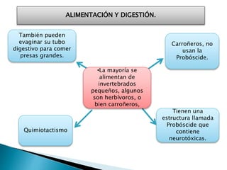 ALIMENTACIÓN Y DIGESTIÓN.
Quimiotactismo
Tienen una
estructura llamada
Probóscide que
contiene
neurotóxicas.
Carroñeros, no
usan la
Probóscide.
También pueden
evaginar su tubo
digestivo para comer
presas grandes.
•La mayoría se
alimentan de
invertebrados
pequeños, algunos
son herbívoros, o
bien carroñeros,
 