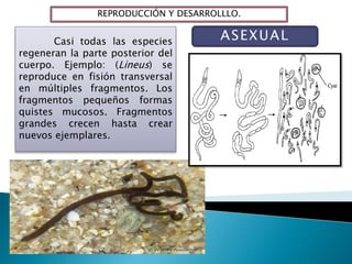 REPRODUCCIÓN Y DESARROLLLO.
ASEXUALCasi todas las especies
regeneran la parte posterior del
cuerpo. Ejemplo: (Lineus) se
reproduce en fisión transversal
en múltiples fragmentos. Los
fragmentos pequeños formas
quistes mucosos. Fragmentos
grandes crecen hasta crear
nuevos ejemplares.
 
