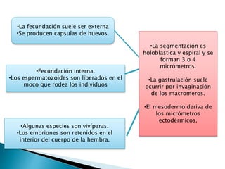 •La fecundación suele ser externa
•Se producen capsulas de huevos.
•Fecundación interna.
•Los espermatozoides son liberados en el
moco que rodea los individuos
•Algunas especies son vivíparas.
•Los embriones son retenidos en el
interior del cuerpo de la hembra.
•La segmentación es
holoblastica y espiral y se
forman 3 o 4
micrómetros.
•La gastrulación suele
ocurrir por invaginación
de los macromeros.
•El mesodermo deriva de
los micrómetros
ectodérmicos.
 