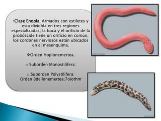 •Clase Enopla: Armados con estiletes y
esta dividida en tres regiones
especializadas, la boca y el orificio de la
probóscide tiene un orificio en común,
los cordones nerviosos están ubicados
en el mesenquima.
Orden Hoplonemertea.
o Suborden Monostilifera:
o Suborden Polystilifera:
Orden Bdellonemertea:7oiothm
 