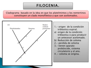 FILOGENIA.
Cladograma basado en la idea en que los platelmintos y los nemertinos
constituyen un clado monofiletico y que son acelomados.
1.- origen de la condición
triblastica espiral.
a) origen de la condición
triblastica o para producir
un antecesor acelomado.
b) Reducción de celoma
2.- perdida de celoma
3.- tienen aparato
probóscide, sistema
circulatorio y el ano.
4 .- celoma se origina.
 