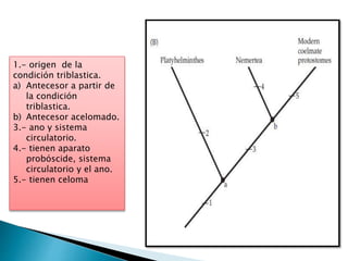 1.- origen de la
condición triblastica.
a) Antecesor a partir de
la condición
triblastica.
b) Antecesor acelomado.
3.- ano y sistema
circulatorio.
4.- tienen aparato
probóscide, sistema
circulatorio y el ano.
5.- tienen celoma
 