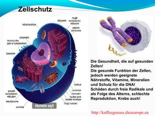 Zellschutz 
Die Gesundheit, die auf gesunden 
Zellen! 
Die gesunde Funktion der Zellen, 
jedoch werden geeignete 
Nährstoffe, Vitamine, Mineralien 
und Schutz für die DNA! 
Schäden durch freie Radikale und 
als Folge des Alterns, schlechte 
Reproduktion, Krebs auch! 
http://kaffeegenuss.dxneurope.eu 
 