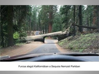 Furcsa alagút Kaliforniában a Sequoia Nemzeti Parkban
 
