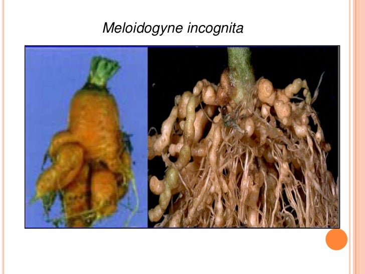 Ditylenchus dipsaci