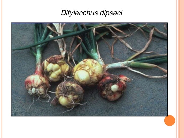 Tylenchulus semipenetrans