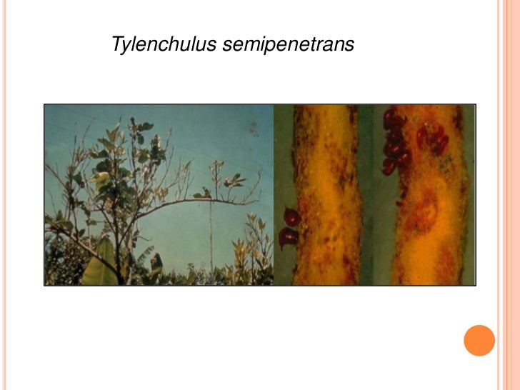 Rhadinaphelenchus cocophyllus 