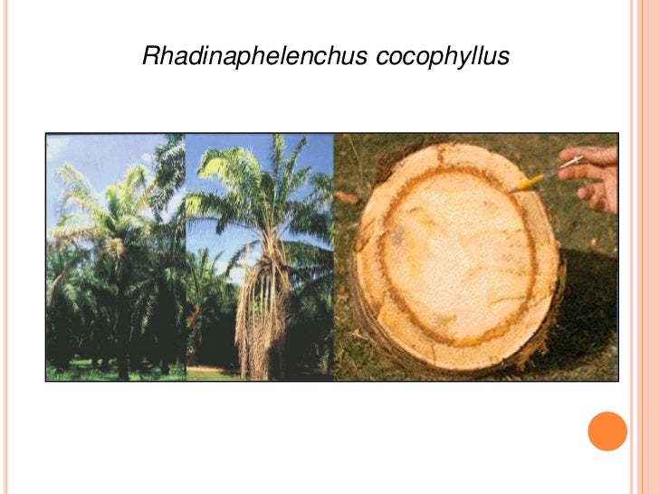 Heterodera
