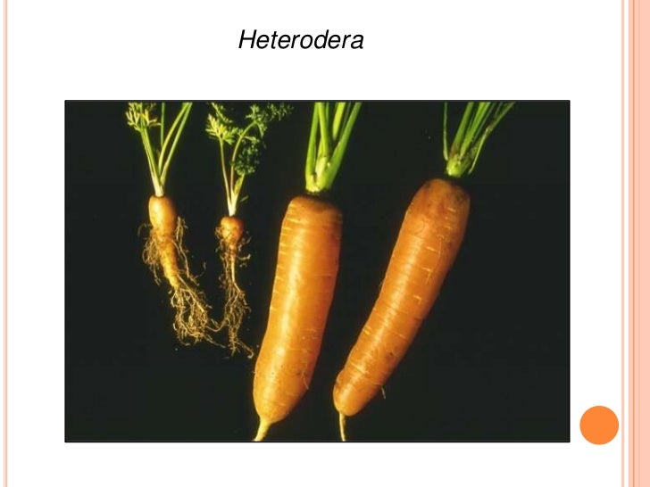 Pratylenchus