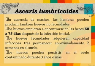 Ascarís lumbricoides
ග ausencia de machos, las hembras pueden
 En
producir también huevos no fecundados.
ග huevos empiezan a encontrarse en las heces 60
 Los
a 75 días después de la infección inicial.
ගLos huevos fecundados adquieren capacidad
infecciosa tras permanecer aproximadamente 2
semanas en el suelo.
ගLos huevos pueden persistir en el suelo
contaminado durante 3 años o más.
 