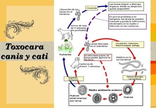 Toxocara
canis y cati
 