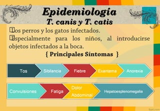 Epidemiología
            T. canis y T. catis
ග perros y los gatos infectados.
 Los
ගEspecialmente para los niños, al introducirse
objetos infectados a la boca.
              { Principales Síntomas }
 