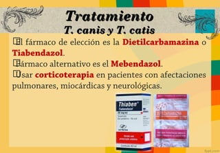 Tratamiento
             T. canis y T. catis
ග fármaco de elección es la Dietilcarbamazina o
 El
Tiabendazol.
ගFármaco alternativo es el Mebendazol.
ගUsar corticoterapia en pacientes con afectaciones
pulmonares, miocárdicas y neurológicas.
 