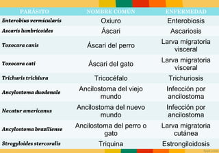 PARÁSITO               NOMBRE COMÚN            ENFERMEDAD
Enterobius vermicularís            Oxiuro             Enterobiosis
Ascarís lumbricoides               Áscari              Ascariosis
                                                     Larva migratoria
Toxocara canis                Áscari del perro
                                                         visceral
                                                     Larva migratoria
Toxocara cati                  Áscari del gato
                                                         visceral
Trichuris trichiura              Tricocéfalo           Trichuriosis
Ancylostoma duodenale
                            Ancilostoma del viejo     Infección por
                                   mundo               ancilostoma

Necatur americanus
                           Ancilostoma del nuevo      Infección por
                                   mundo               ancilostoma

Ancylostoma braziliense
                           Ancilostoma del perro o   Larva migratoria
                                    gato                 cutánea
Strogyloides stercoralis          Triquina           Estrongiloidosis
 