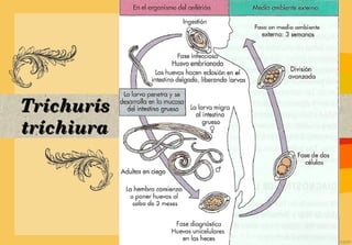 Tríchurís
tríchiura
 