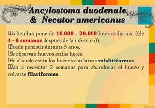 Ancylostoma duodenale
        & Necator americanus
ග hembra pone de 10.000 a 20.000 huevos diarios. ((de
 La
4 – 8 semanas después de la infección)).
ගPuede persistir durante 5 años.
ග observan huevos en las heces.
 Se
ග el suelo están los huevos con larvas rabditiformes.
 En
ග a necesitar 2 semanas para abandonar el huevo y
 Van
volverse filariformes.
 
