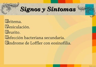 Signos y Síntomas
ග
Eritema.
ග
Vesiculación.
ග
Prurito.
ග
Infección bacteriana secundaria.
ග
Síndrome de Loffler con eosinofilia.
 