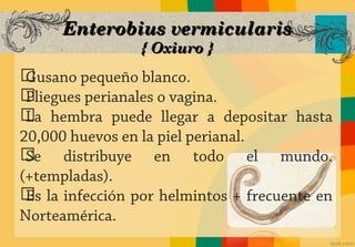 Enterobius vermicularis
                { Oxiuro }
ගGusano pequeño blanco.
ගPliegues perianales o vagina.
ග hembra puede llegar a depositar hasta
 La
20,000 huevos en la piel perianal.
ගSe distribuye en todo el mundo.
(+templadas).
ග la infección por helmintos + frecuente en
 Es
Norteamérica.
 