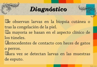 Diagnóstico
ග observan larvas en la biopsia cutánea o
 Se
tras la congelación de la piel.
ග mayoría se basan en el aspecto clínico de
 La
los túneles.
ගAntecedentes de contacto con heces de gatos
o perros.
ගRara vez se detectan larvas en las muestras
de esputo.
 