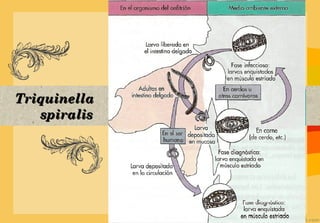 Triquinella
   spiralis
 