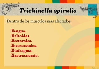 Trichinella spiralis
ග
Dentro de los músculos más afectados:

  ග
  Lengua.
  ග
  Deltoides.
  ග
  Pectorales.
  ග
  Intercostales.
  ග
  Diafragma.
  ග
  Gastrocnemio.
 