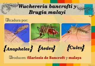 Wuchereria bancrofti y
          Brugia malayi
ග
Picadura por:




{Anopheles } {Aedes}              {Culex}
  ග
  Producen: filariosis de Bancroft y malaya
 