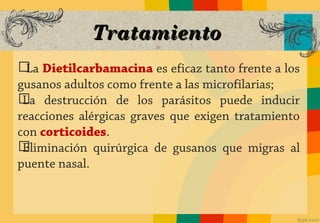 Tratamiento
ග Dietilcarbamacina es eficaz tanto frente a los
  La
gusanos adultos como frente a las microfilarias;
ග destrucción de los parásitos puede inducir
 La
reacciones alérgicas graves que exigen tratamiento
con corticoides.
ගEliminación quirúrgica de gusanos que migras al
puente nasal.
 
