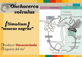 Onchocerca
      volvulus

  {Simulium }
“moscas negras”



ගProduce: Oncocerciosis
ග
“Ceguera del río”
 