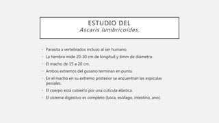 ESTUDIO DEL
Ascaris lumbricoides.
• Parasita a vertebrados incluso al ser humano.
• La hembra mide 20-30 cm de longitud y 6mm de diámetro.
• El macho de 15 a 20 cm.
• Ambos extremos del gusano terminan en punta.
• En el macho en su extremo posterior se encuentran las espículas
peniales.
• El cuerpo está cubierto por una cutícula elástica.
• El sistema digestivo es completo (boca, esófago, intestino, ano).
 
