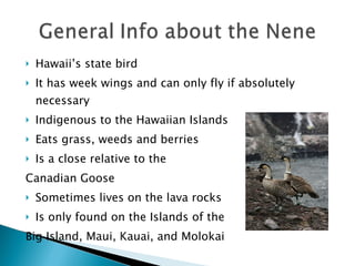 Hawaii’s state bird It has week wings and can only fly if absolutely necessary Indigenous to the Hawaiian Islands Eats grass, weeds and berries Is a close relative to the  Canadian Goose Sometimes lives on the lava rocks Is only found on the Islands of the  Big Island, Maui, Kauai, and Molokai 