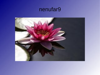 nenufar9