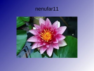 nenufar11