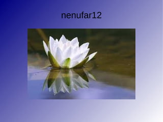 nenufar12