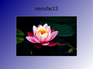nenufar13
