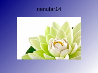 nenufar14