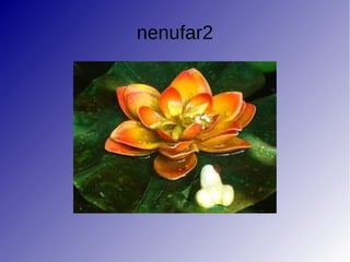 nenufar2