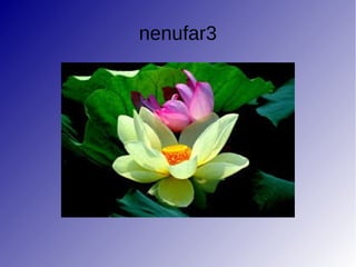 nenufar3