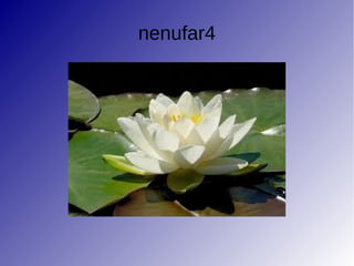 nenufar4