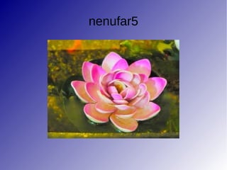 nenufar5
