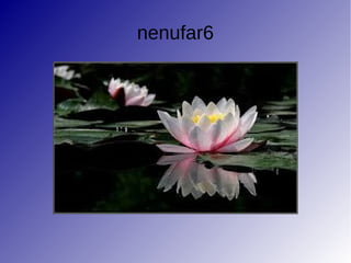 nenufar6