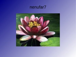 nenufar7