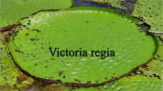Victoria regia
 