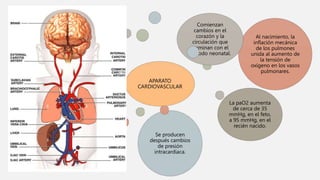 APARATO
CARDIOVASCULAR
Al nacimiento, la
inflación mecánica
de los pulmones
unida al aumento de
la tensión de
oxígeno en los vasos
pulmonares.
Comienzan
cambios en el
corazón y la
circulación que
terminan con el
período neonatal.
La paO2 aumenta
de cerca de 35
mmHg, en el feto,
a 95 mmHg, en el
recién nacido.
Se producen
después cambios
de presión
intracardíaca.
 