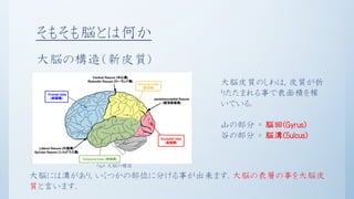 初学者向け脳科学入門