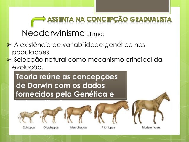 Neodarwinismo Biologia 11o